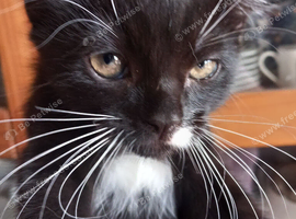 Persian mix kittens