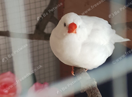 Exhibition zebra finch