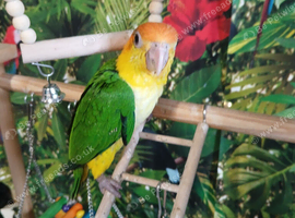 Hand-Reared yellow thighed caiques