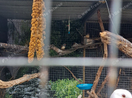 Zebra finch
