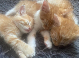 Three ginger and white Kittens