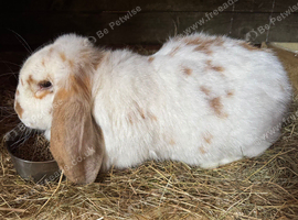 Pure French lop rabbit 9 months