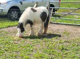 Beautiful heavy cob