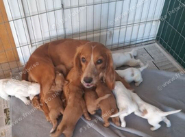 Stunning sprocker pups