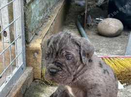 Gorgeous cane corso puppies