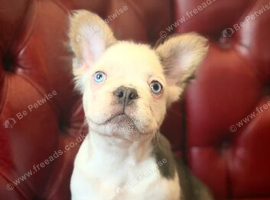 KC Blue & tan husky fluffy french bulldog