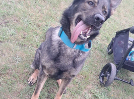 GSD to rehouse.
