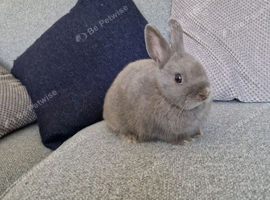 Netherland dwarf x mini lop