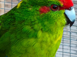 Kakariki cock bird in Maidstone