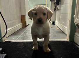 Pups ready to leave