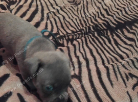 KC REGISTERD BLUE STAFFORDSHIRE BULL TERRIER