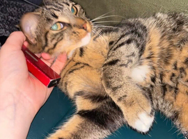 beautiful cat, come from a bad home, about a year old