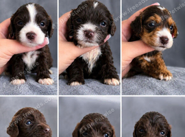 Beautiful F1b Cockapoo Puppies