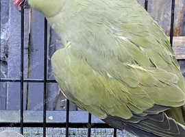 Beautiful Olive Mutation Young Indian Ringneck Talking Parrot