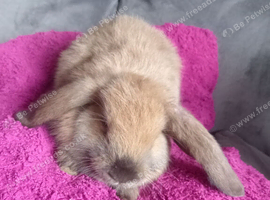 8wk old mini lop boy