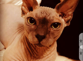 Aldut pair sphynx
