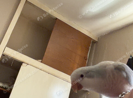 Tame baby quaker for sale