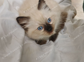 Ragdoll