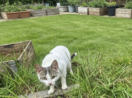Cats