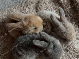 Angora Rabbit
