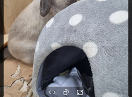 Male grey lop bunny needs a home
