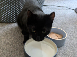 8 month old for rehoming