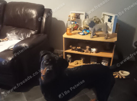 Male Rottweiler