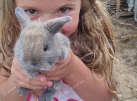 English lop Bunnies for sale