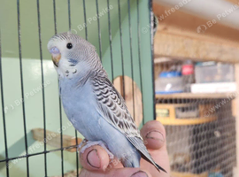 Hand tame baby Budgies last 3 available