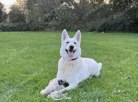 White Swiss Shepherd puppies