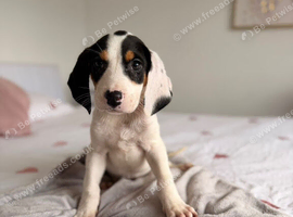 Beagle x lab