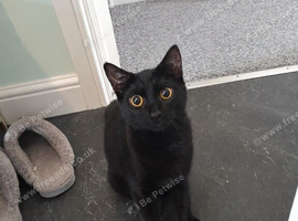 6 month old female bombay