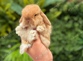 Baby Mini lops