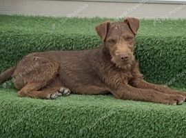 Jagdxpatterdale Chocolate boy