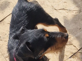 Female jagdterrier
