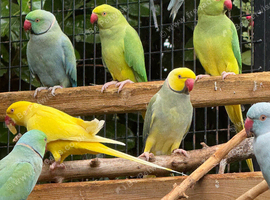 Mutation ringnecks
