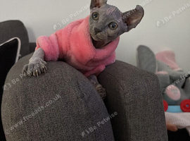 Elf Sphynx kitten