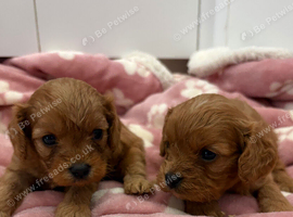 Cavapoo puppies F1