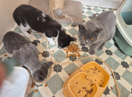 Beautiful kittens for sale