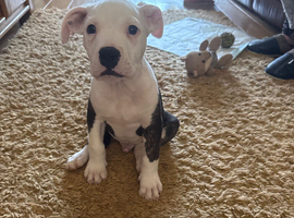 Pocket bully x old thyme bulldog