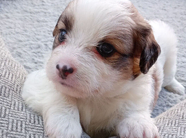3 beautiful jacktesse puppies
