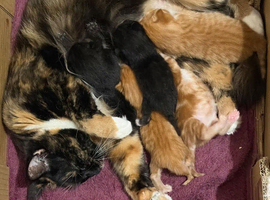 Beautiful kittens for sale