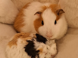 Bonded pair of young female guinea pigs.