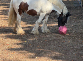 Tri coloured cob
