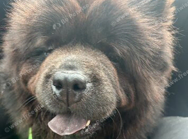 Chow chow female 3 years old