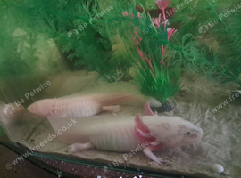 2 axolotl with tank
