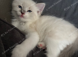 Last male / crisp white/ lilac/..seal ragdoll kittens