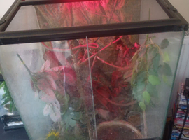 Full set up, two white tree frogs