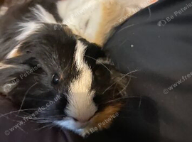 Four Guinea pigs for sale