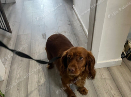 Cocker spaniel girl